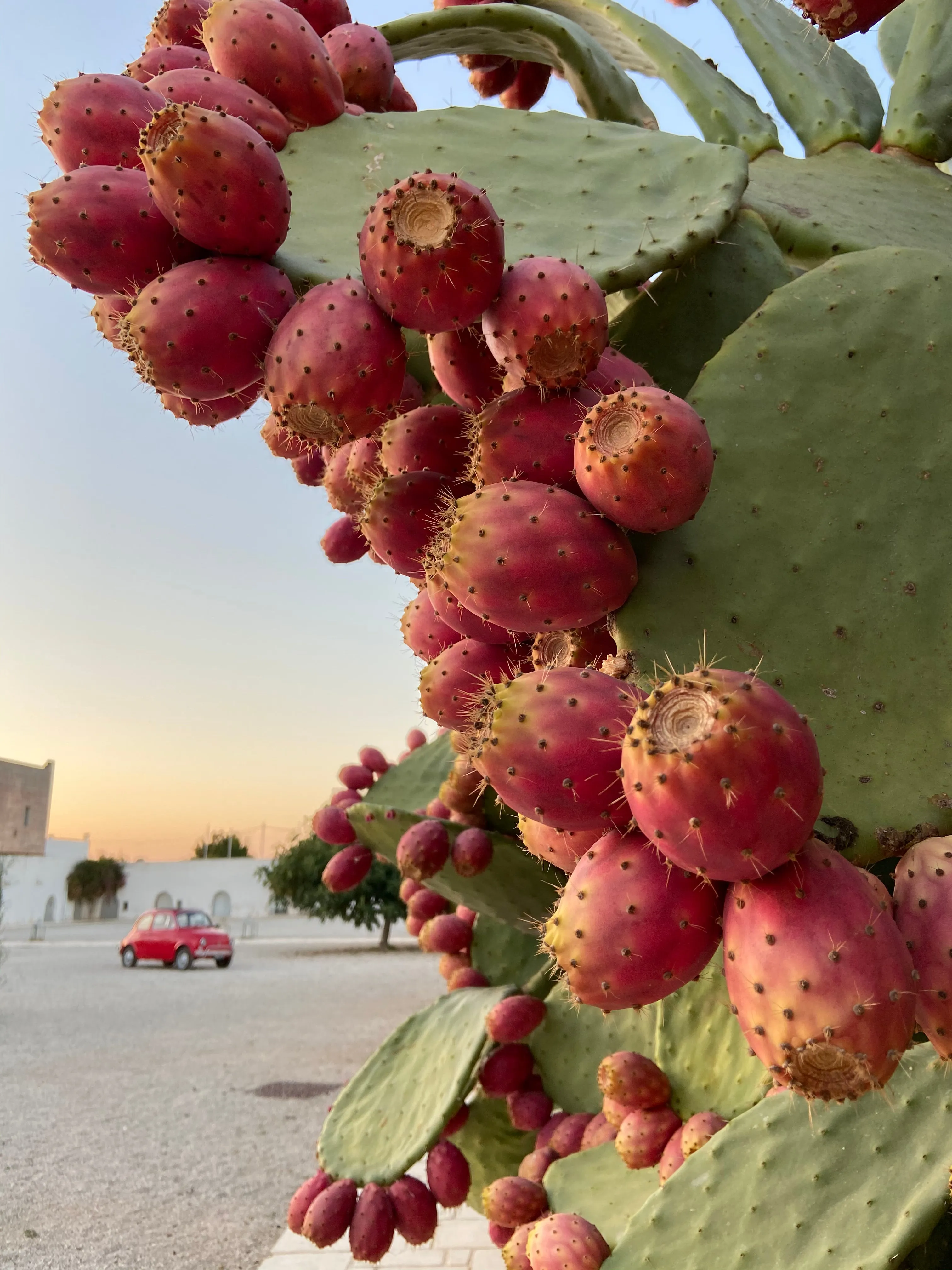 7-Days Fall Foliage Yoga Retreat Oct 6-12 at Masseria Potenti, Puglia