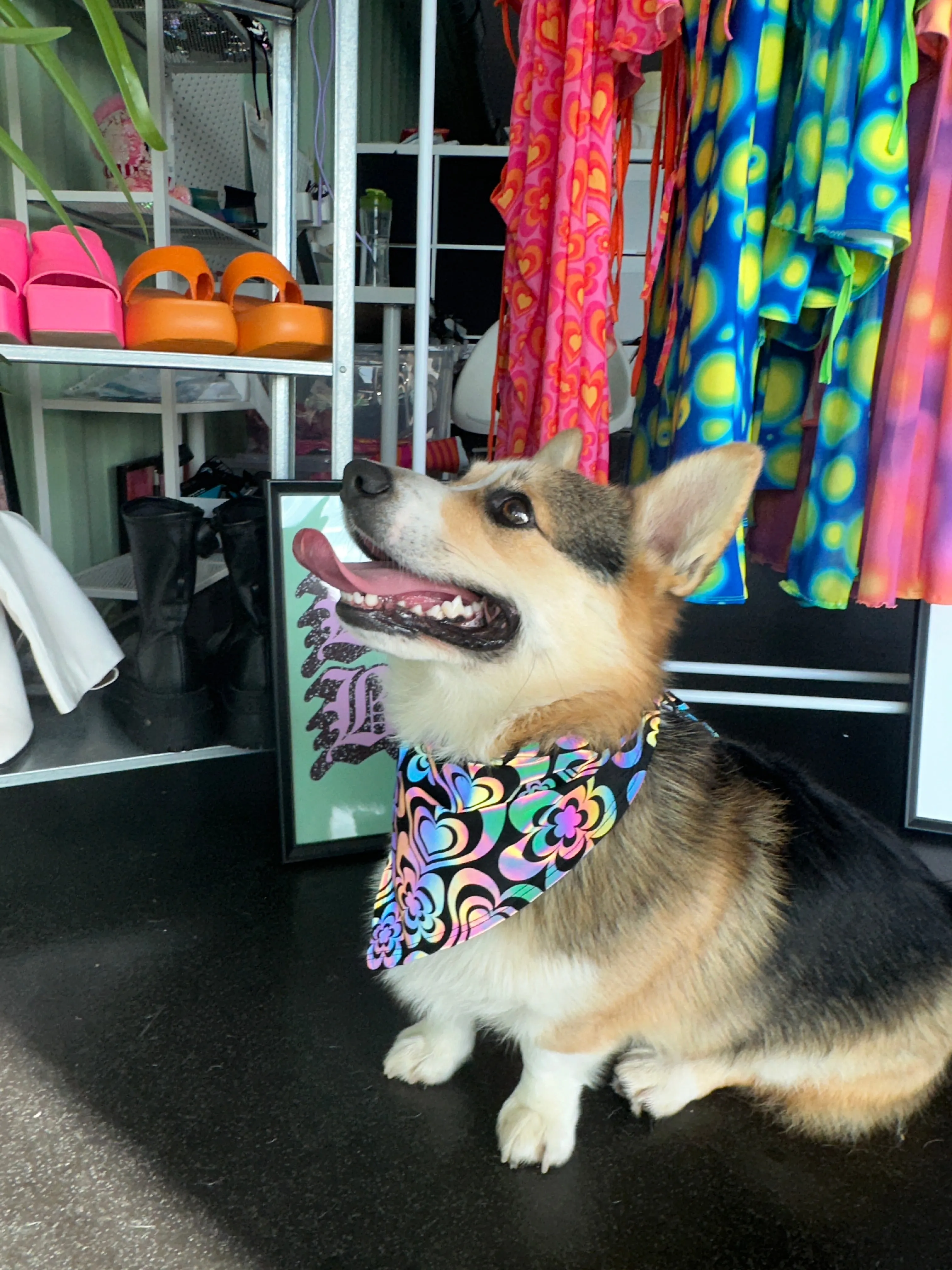 Jazzy Pups Bandana - Trendy and Fashionable Dog Accessory | Shop Now